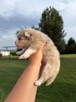 Nash , a male Pomsky for sale in Adrian, MI – 10 of 10