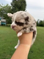 Dallas , a female Pomsky for sale in Adrian, MI – 4 of 8