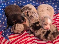 Nash , a male Pomsky for sale in Adrian, MI – 7 of 10