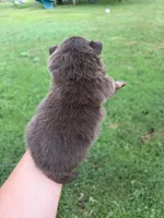Knox , a male Pomsky for sale in Adrian, MI – 5 of 6