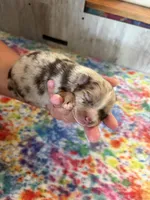 Dallas , a female Pomsky for sale in Adrian, MI – 6 of 8