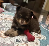 Knox , a male Pomsky for sale in Adrian, MI – 3 of 6