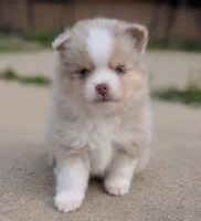 Nash , a male Pomsky for sale in Adrian, MI – 4 of 10