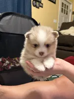 Nash , a male Pomsky for sale in Adrian, MI – 6 of 10