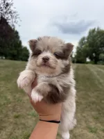 Tally , a female Pomsky for sale in Adrian, MI – 2 of 6