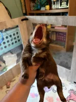 Knox , a male Pomsky for sale in Adrian, MI – 6 of 6