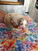 Nash , a male Pomsky for sale in Adrian, MI – 8 of 10