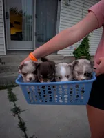 Dallas , a female Pomsky for sale in Adrian, MI – 8 of 8
