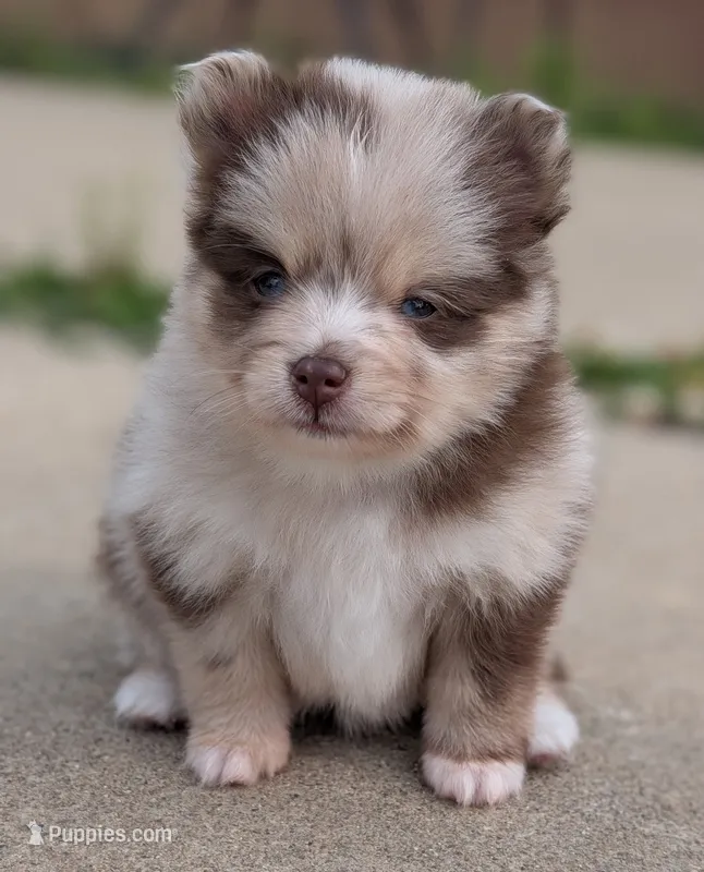Tally  – Pomsky puppy for sale in Adrian, MI