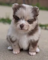 Tally , a female Pomsky for sale in Adrian, MI – 1 of 6