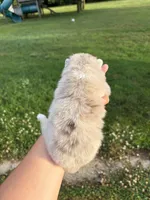 Nash , a male Pomsky for sale in Adrian, MI – 9 of 10