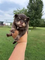 Knox , a male Pomsky for sale in Adrian, MI – 4 of 6