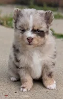 Dallas , a female Pomsky for sale in Adrian, MI – 2 of 8