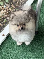 Rocky, a male Pomeranian for sale in Fort Myers, FL – 2 of 3