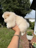 Elli, a female Pomeranian for sale in Fort Myers, FL – 3 of 4