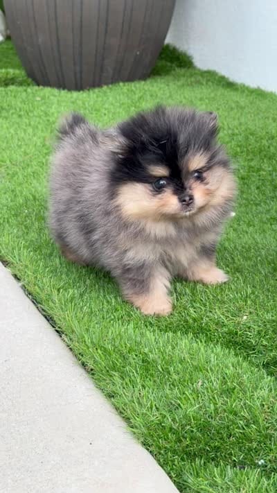 Lily, a female Pomeranian for sale in Fort Myers, FL – 5 of 5