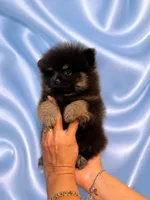 Blackie, a male Pomeranian for sale in Fort Myers, FL – 2 of 2