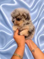 Lilac Merle, a male Pomeranian for sale in Fort Myers, FL – 2 of 3
