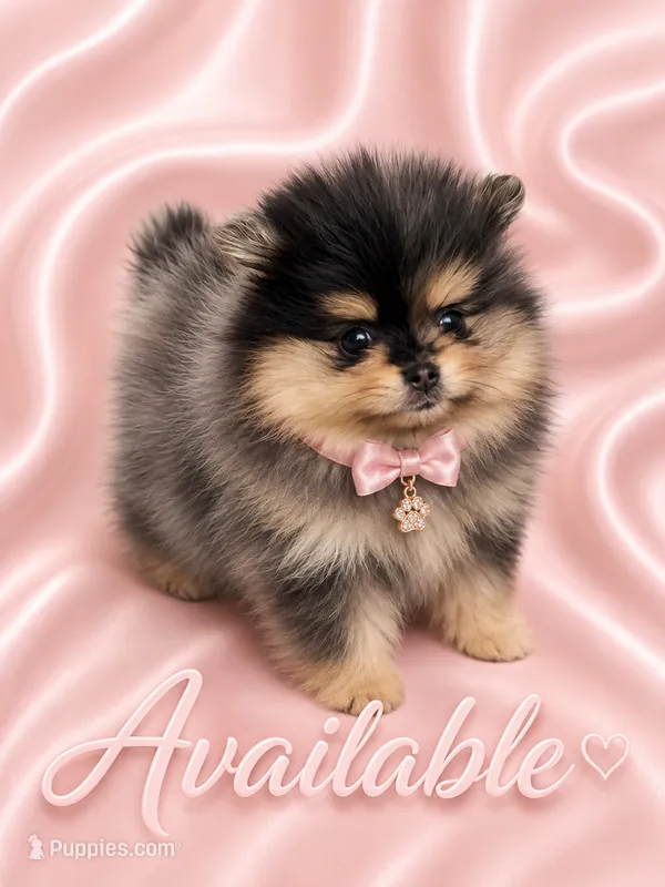 Lily – Pomeranian puppy for sale in Fort Myers, FL
