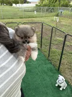 Rocky , a male Pomeranian for sale in Fort Myers, FL – 2 of 3