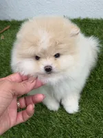Elli, a female Pomeranian for sale in Fort Myers, FL – 4 of 4
