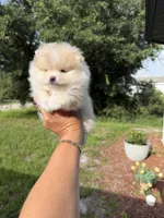 Elli, a female Pomeranian for sale in Fort Myers, FL – 2 of 4