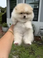 Elli, a female Pomeranian for sale in Fort Myers, FL – 1 of 4
