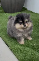 Lily, a female Pomeranian for sale in Fort Myers, FL – 3 of 5