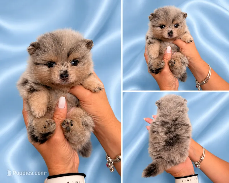 Lilac Merle  – Pomeranian puppy for sale in Fort Myers, FL