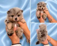 Lilac Merle , a male Pomeranian for sale in Fort Myers, FL – 1 of 1
