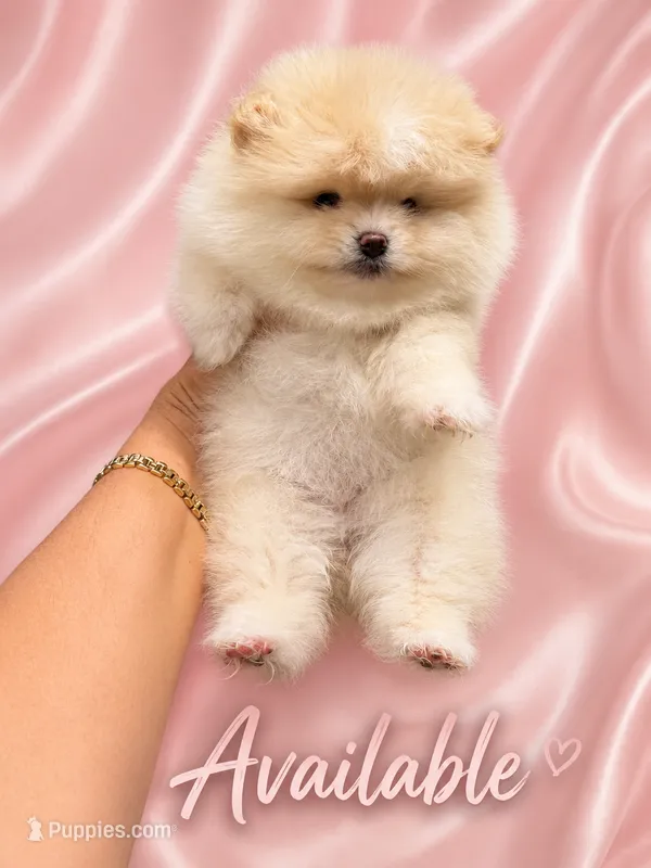 Elli – Pomeranian puppy for sale in Fort Myers, FL