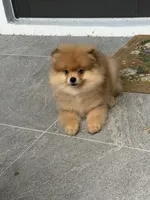 Leo, a male Pomeranian for sale in Fort Myers, FL – 4 of 4