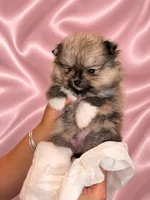 Lucy, a female Pomeranian for sale in Fort Myers, FL – 2 of 2