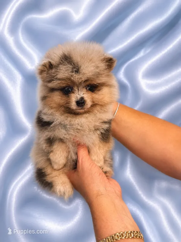 Lilac Merle – Pomeranian puppy for sale in Fort Myers, FL
