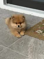 Leo, a male Pomeranian for sale in Fort Myers, FL – 3 of 4