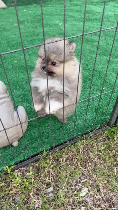 Rocky , a male Pomeranian for sale in Fort Myers, FL – 3 of 3