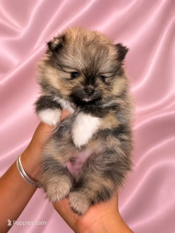 Lucy – Pomeranian puppy for sale in Fort Myers, FL