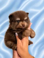 Choco , a male Pomeranian for sale in Fort Myers, FL – 2 of 2