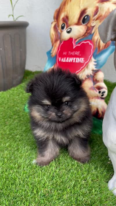 Penny, a female Pomeranian for sale in Fort Myers, FL – 3 of 3