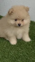Milo, a male Pomeranian for sale in Fort Myers, FL – 3 of 5