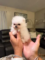 Luna, a female Pomeranian for sale in Fort Myers, FL – 2 of 2