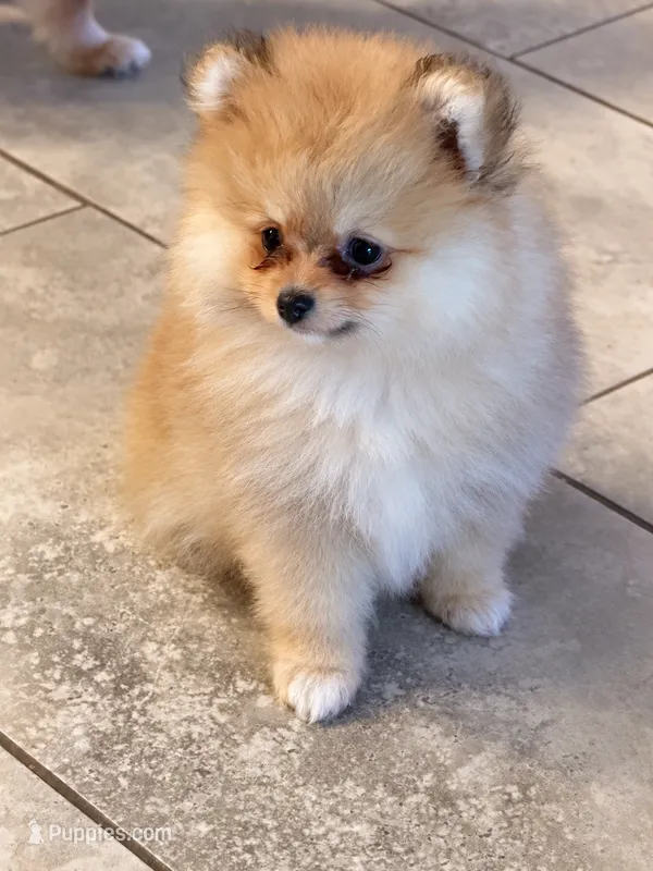 Lala – Pomeranian puppy for sale in Fort Myers, FL