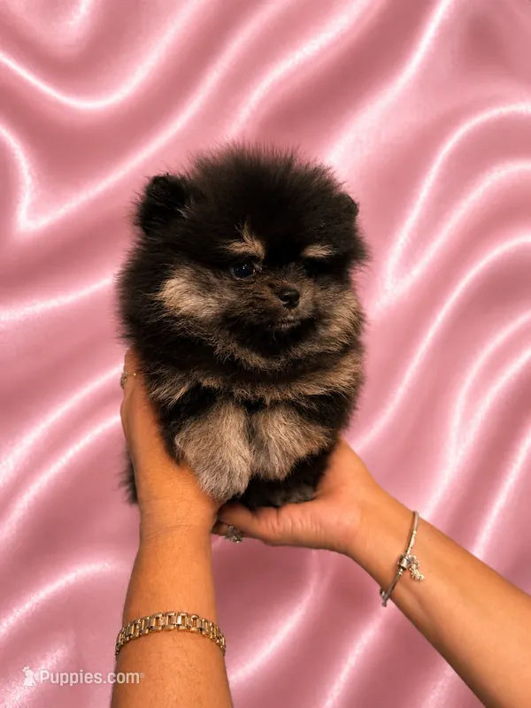 Lola – Pomeranian puppy for sale in Fort Myers, FL