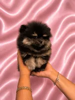 Lola, a female Pomeranian for sale in Fort Myers, FL – 1 of 2