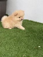 Milo, a male Pomeranian for sale in Fort Myers, FL – 4 of 5