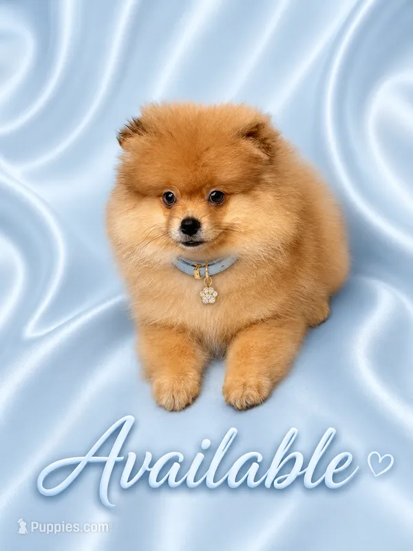 Leo – Pomeranian puppy for sale in Fort Myers, FL
