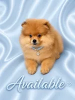Leo, a male Pomeranian for sale in Fort Myers, FL – 1 of 4