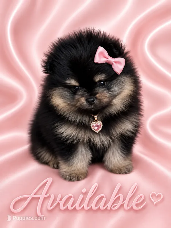 Penny – Pomeranian puppy for sale in Fort Myers, FL