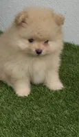 Milo, a male Pomeranian for sale in Fort Myers, FL – 2 of 5