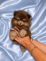 Choco, a male Pomeranian for sale in Fort Myers, FL – 2 of 2